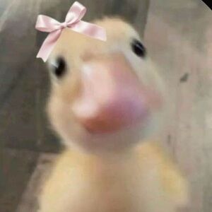 Meet your Posher, Nova!